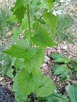 Alliaire officinale - Alliaria petiolata (4)